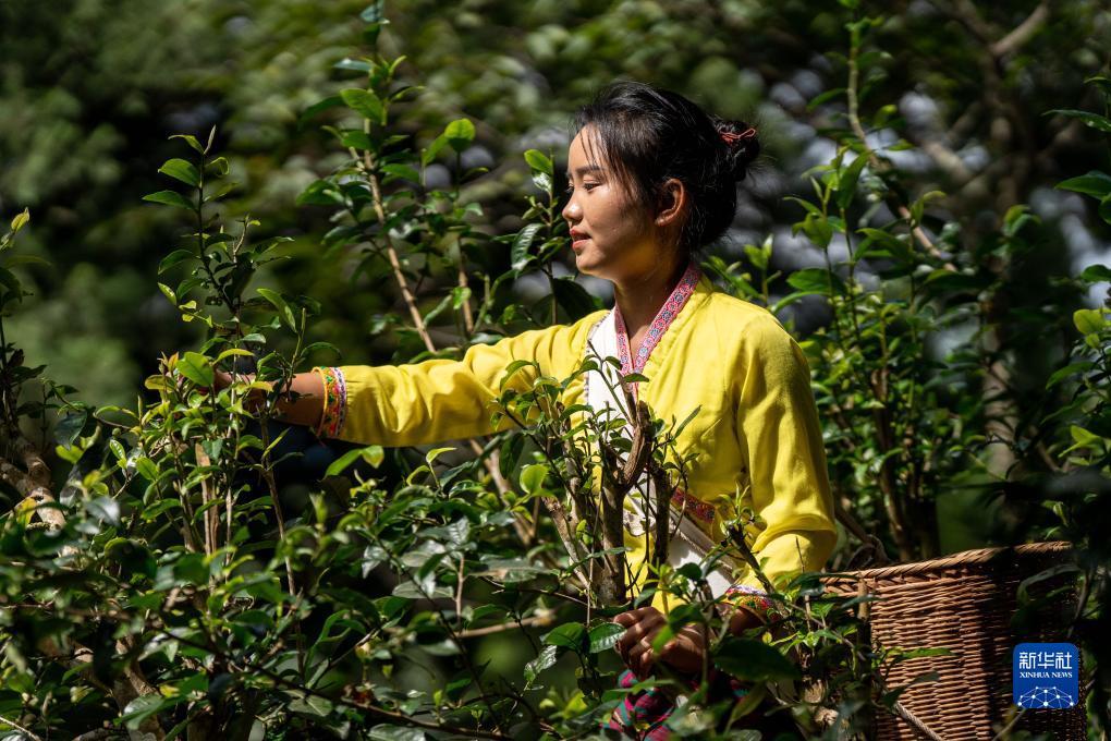 银河网上游戏厅